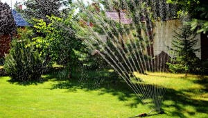 Early Summer Lawn Treatments