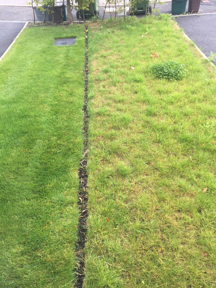 The lawn on the left has been treated by Emerald Lawn Care while the lawn on the right hasn't been treated